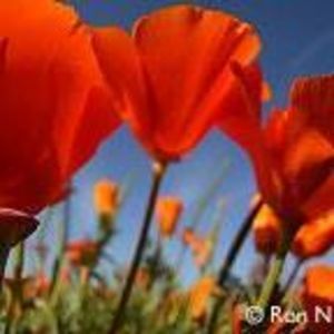 Meet your Posher, Sheila